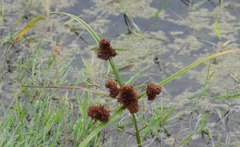 Cyperus glomeratus
