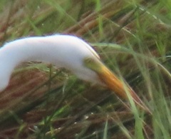 Ardea intermedia brachyrhyncha