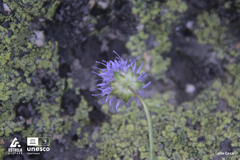 Jasione