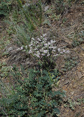 Goniolimon speciosum