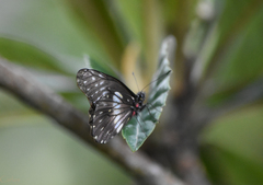 Catasticta flisa flisa