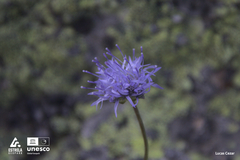 Jasione