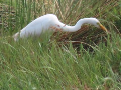 Ardea intermedia brachyrhyncha