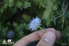 Jasione