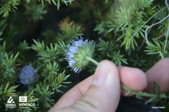 Jasione