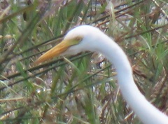 Ardea intermedia brachyrhyncha