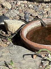 Masticophis lateralis lateralis