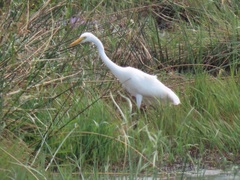 Ardea intermedia brachyrhyncha