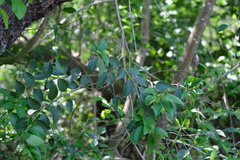 Citharexylum berlandieri