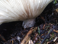 Russula brevipes