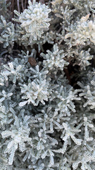 Santolina chamaecyparissus