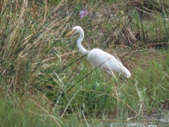 Ardea intermedia brachyrhyncha
