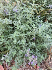 Lantana montevidensis
