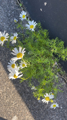Tripleurospermum
