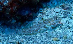 Fusigobius duospilus