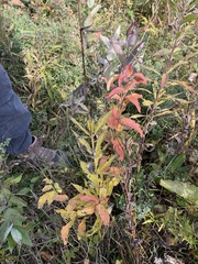 Veronicastrum virginicum