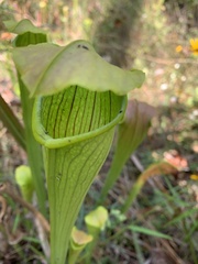 Sarracenia alata