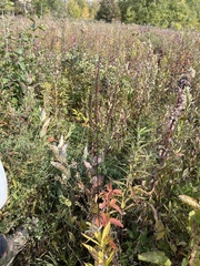 Veronicastrum virginicum