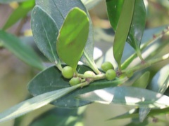 Robsonodendron eucleiforme