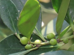 Robsonodendron eucleiforme