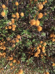 Heterotheca sessiliflora