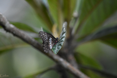 Catasticta flisa flisa