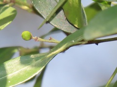 Robsonodendron eucleiforme