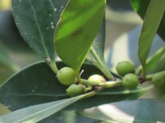 Robsonodendron eucleiforme