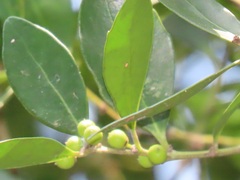 Robsonodendron eucleiforme