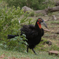 Bucorvus leadbeateri