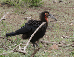 Bucorvus leadbeateri