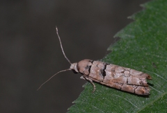 Blastesthia tessulatana