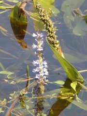 Pontederia cordata