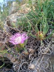 Centaurea linifolia
