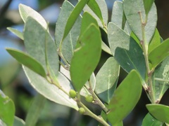 Robsonodendron eucleiforme