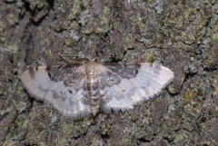 Idaea filicata