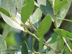 Robsonodendron eucleiforme