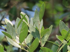 Robsonodendron eucleiforme