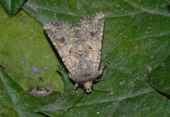 Anarta sodae