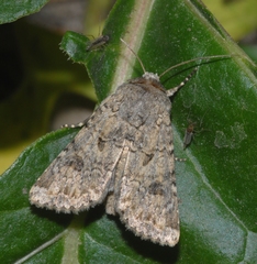 Anarta sodae