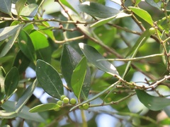 Robsonodendron eucleiforme