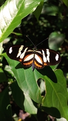 Heliconius ethilla polychrous