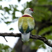 Many-colored Fruit-Dove - Photo (c) Aviceda, some rights reserved (CC BY-SA)