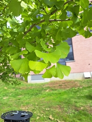 Ginkgo biloba