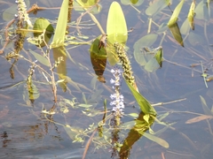 Pontederia cordata
