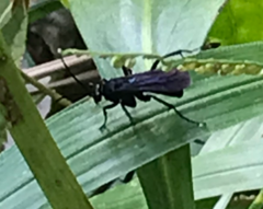 Gnamptopelta obsidianator