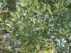 Robsonodendron eucleiforme