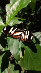 Heliconius ethilla polychrous
