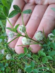 Trifolium tomentosum