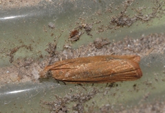 Bactra lancealana